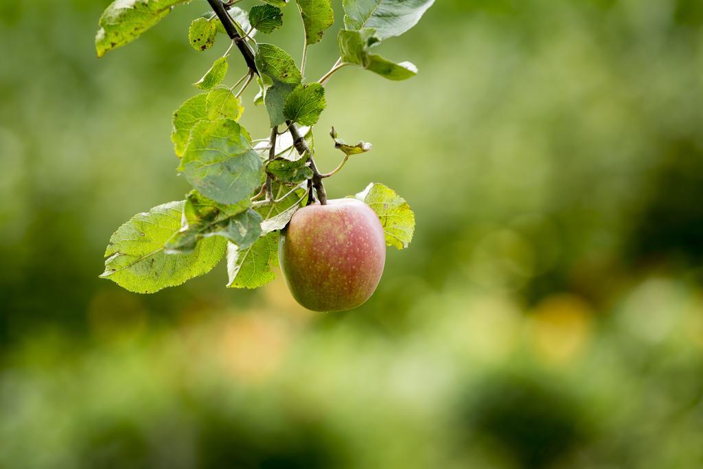 Liefkeshoek Cuijk Exteriér fotografie
